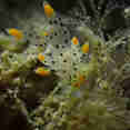 Marine Life - Peterpan