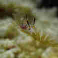 Marine Life - Peterpan