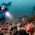 #diving