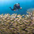 #diving