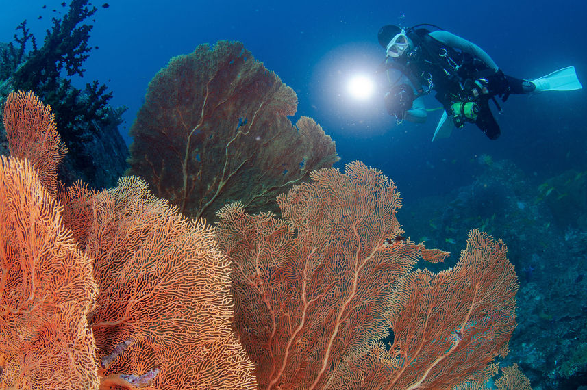 #diving