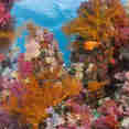 Coral Reef - Peterpan
