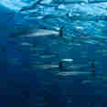 Marine Life - Peterpan