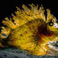 Marine Life - Peterpan