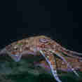 Marine Life - Peterpan