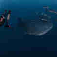 #diving