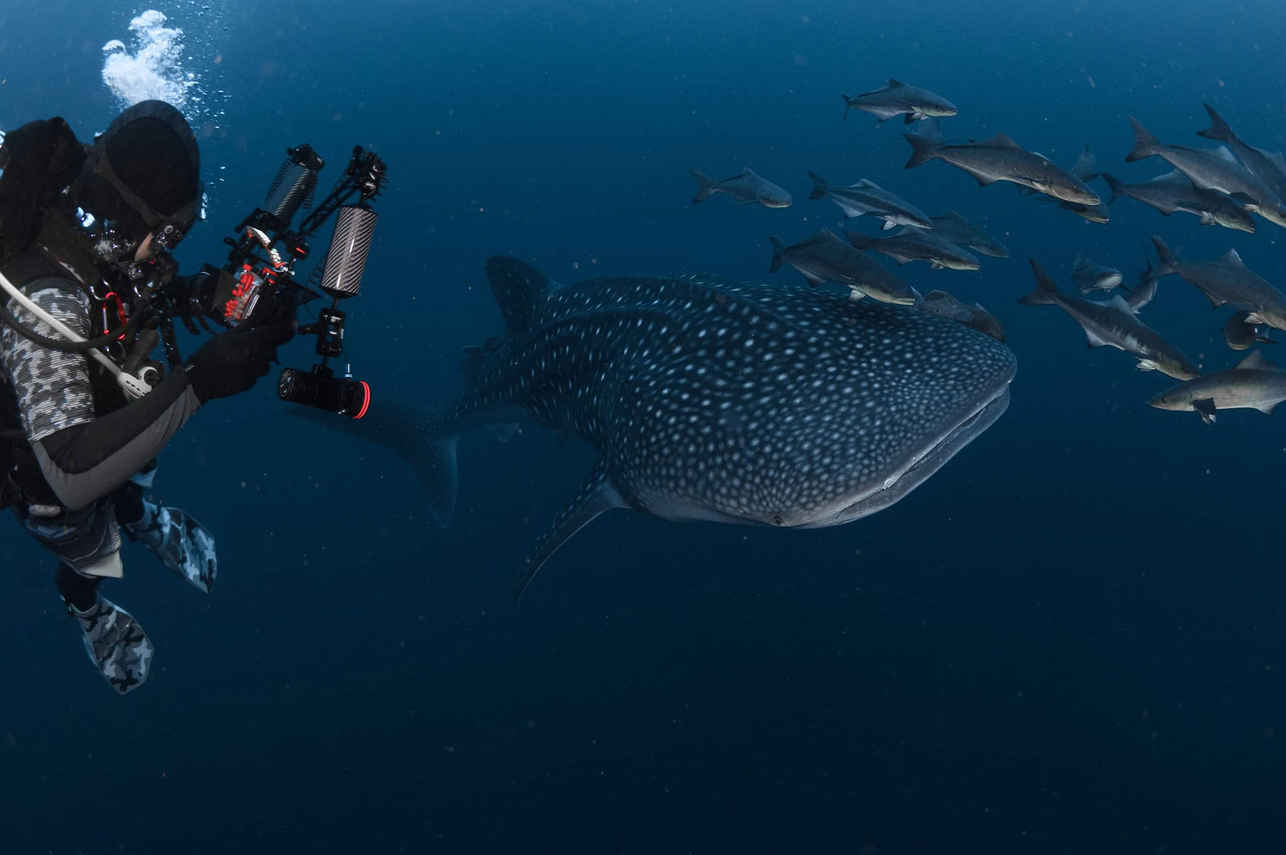 Diving