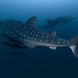 Whale Shark - Peter Pan