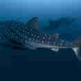 Whale Shark - Peterpan
