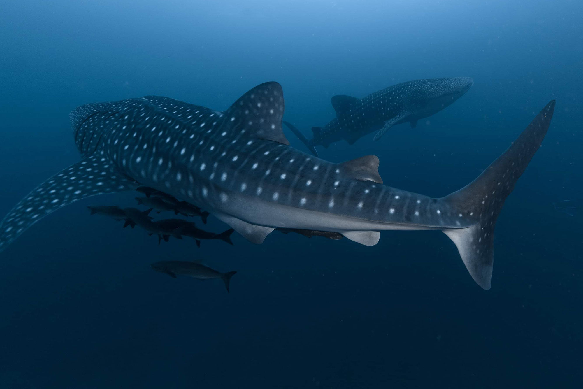 Whale Shark - Peter Pan