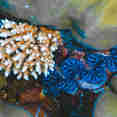 Marine Life - Black Pearl