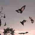 Splendour