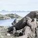 Komodo Dragon - Splendour