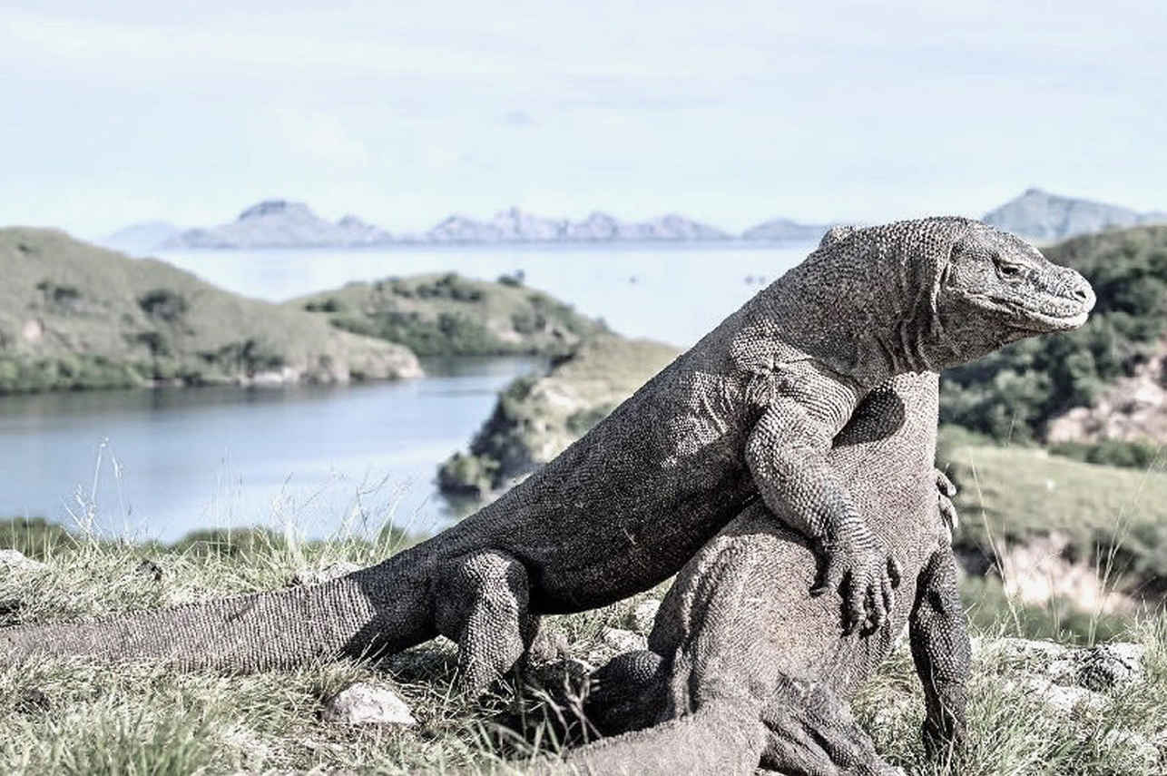 Dragon de Komodo - Splendour