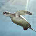 Tortue - Splendour