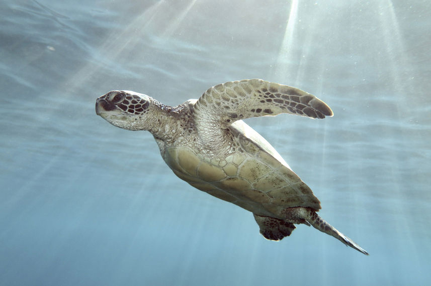 Turtle - Splendour