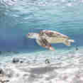 Tortue - Splendour