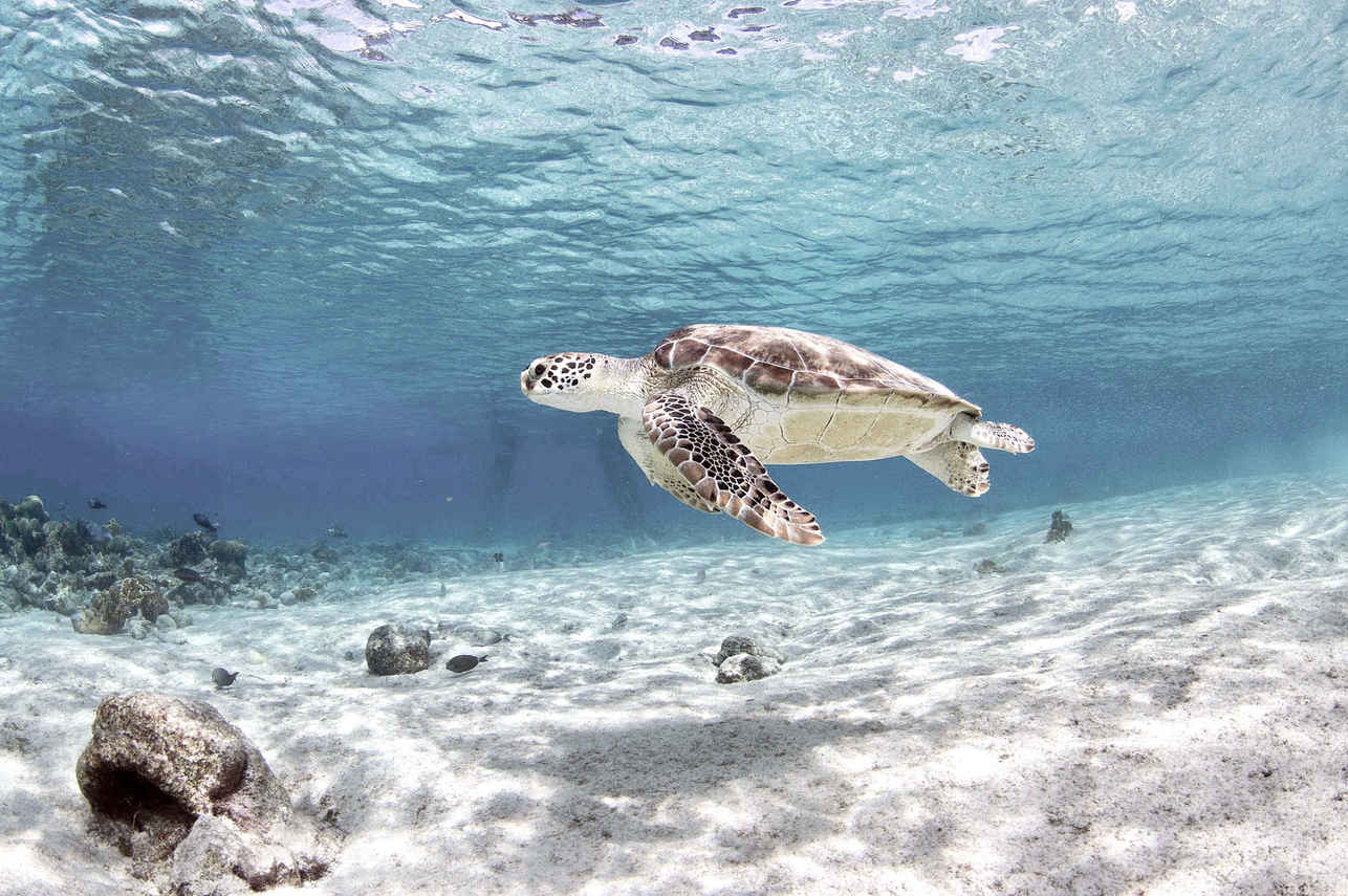Tortue - Splendour