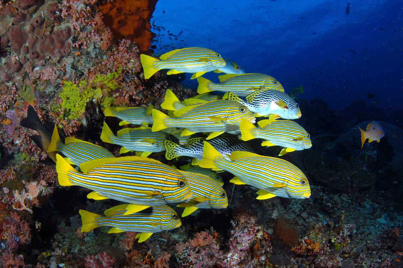 Marine Life - Jakare