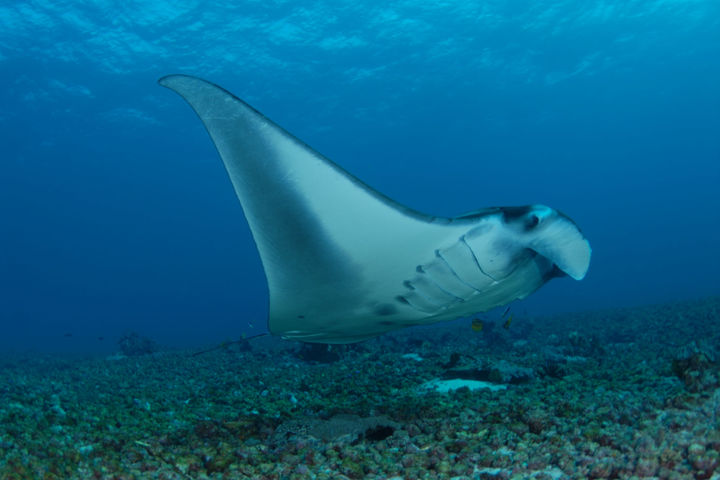 Jakaré, Indonesia - LiveAboard.com