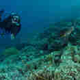 Diving