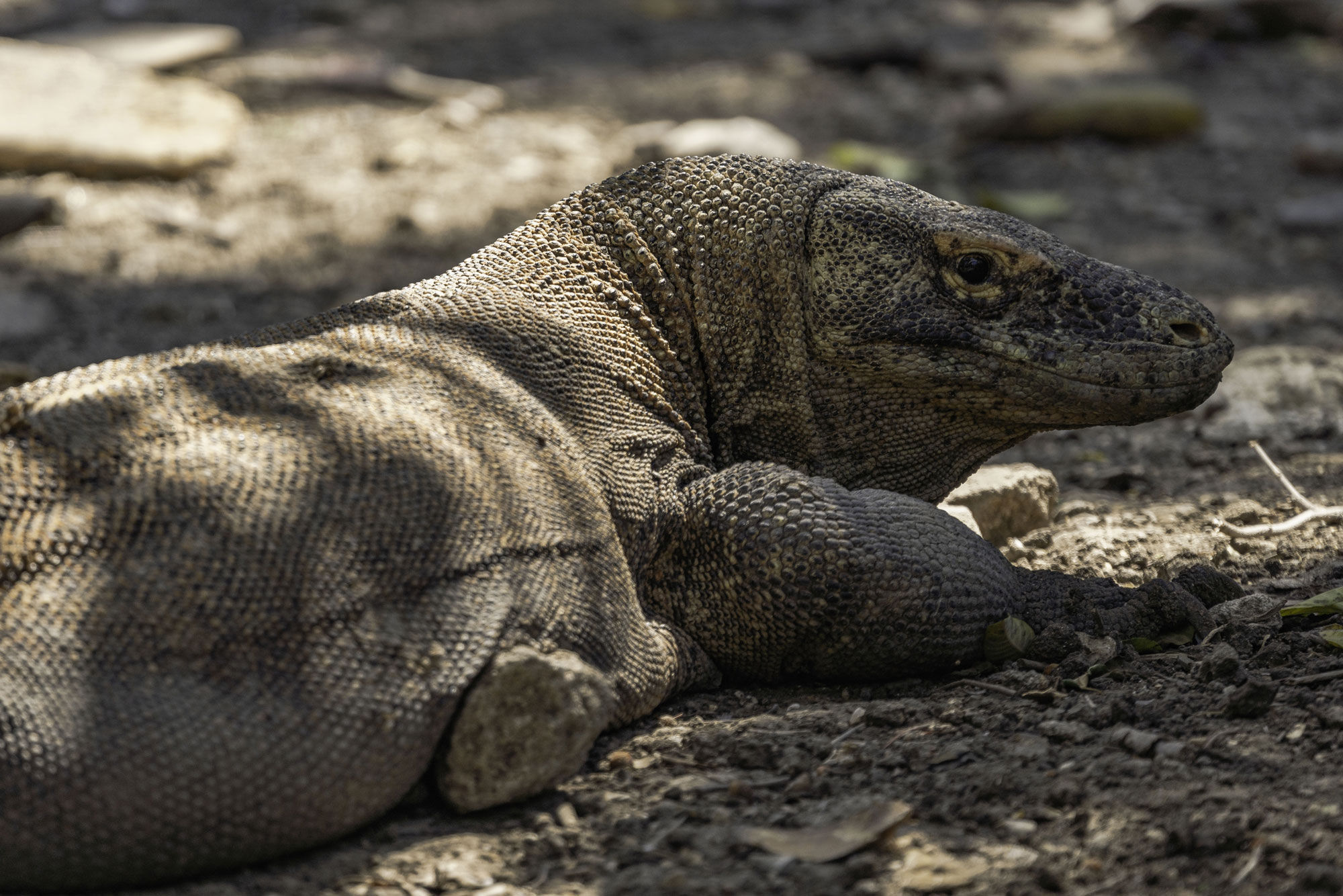 Dragão de Komodo - Jakare