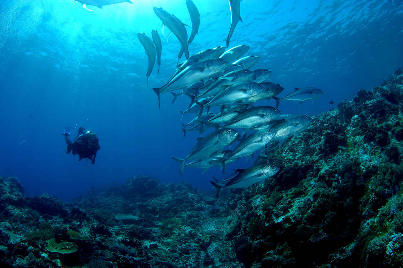 Diving