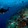 Diving