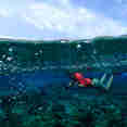Snorkelling  - Jakare