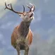 Bellowing Stag