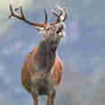 Bellowing Stag