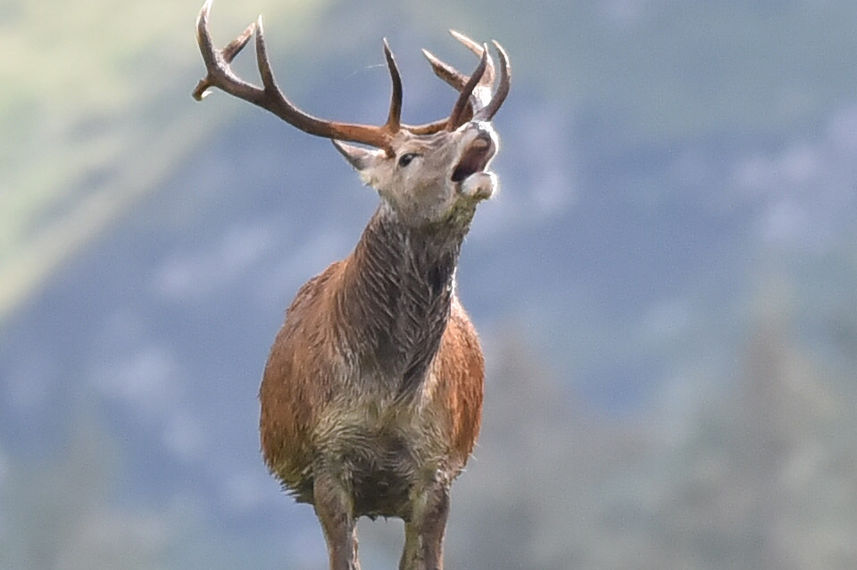 Bellowing Stag