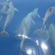 Bottlenose Dolphins