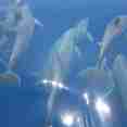 Bottlenose Dolphins
