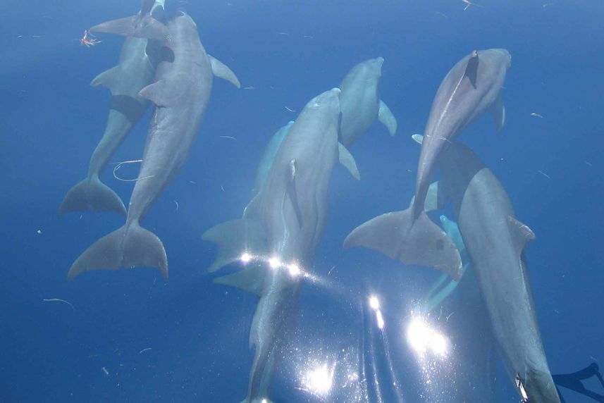 Bottlenose Dolphins