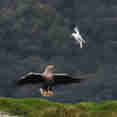 Eagle