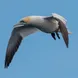 Gannet