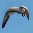 Gannet