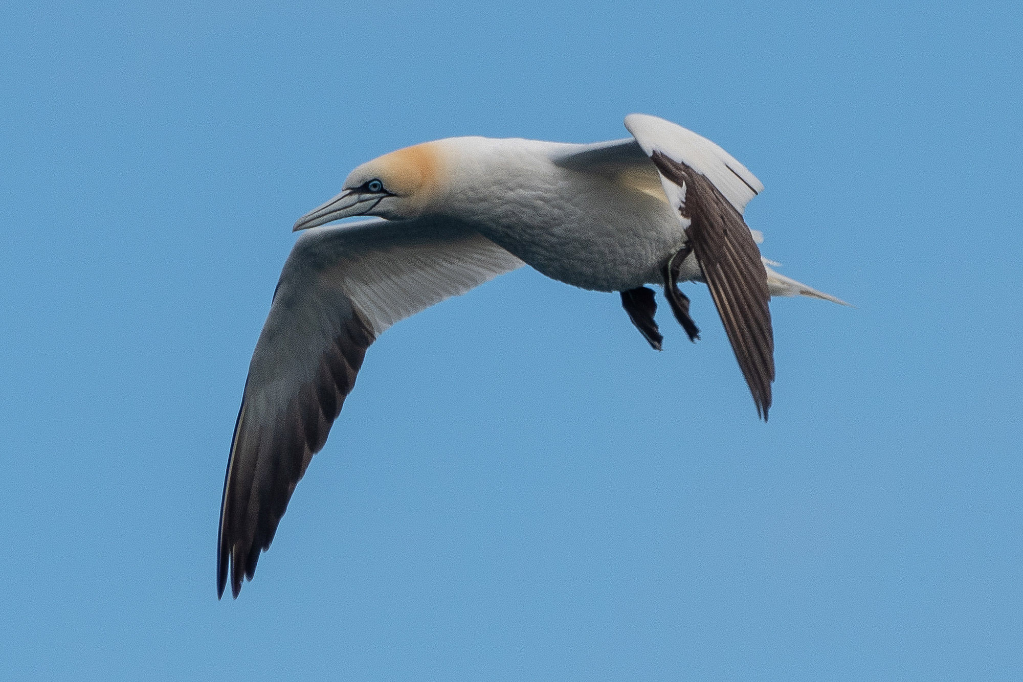 Gannet