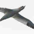 Gannet