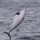 Leaping Dolphin