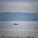 Minke Whale with Guillemots