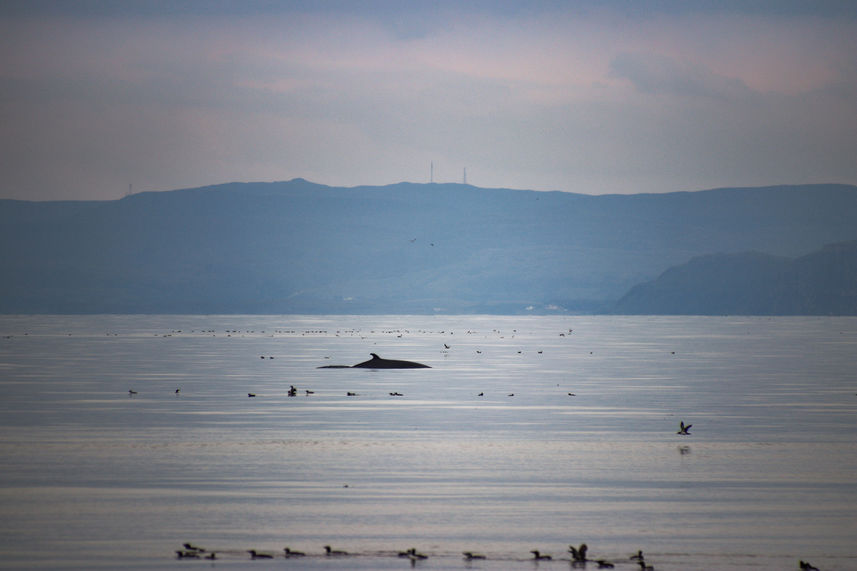 Minke Whale with Guillemots