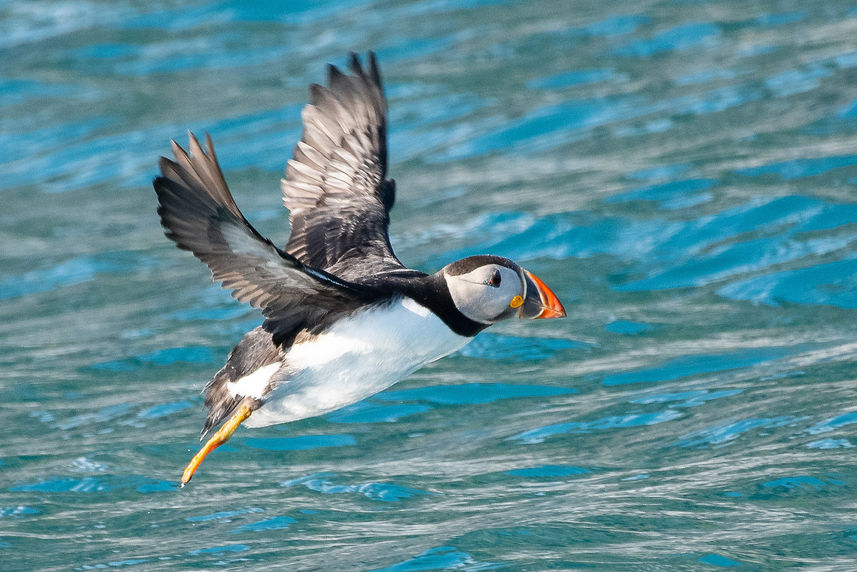 Puffin