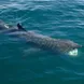 Basking Shark