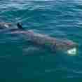 Basking Shark