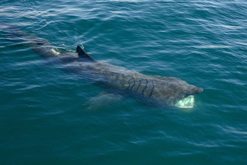 Basking Shark