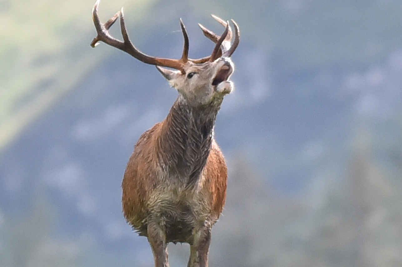 Bellowing Stag