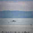 Minke whale with Guillemots