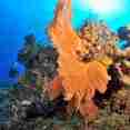 Diving